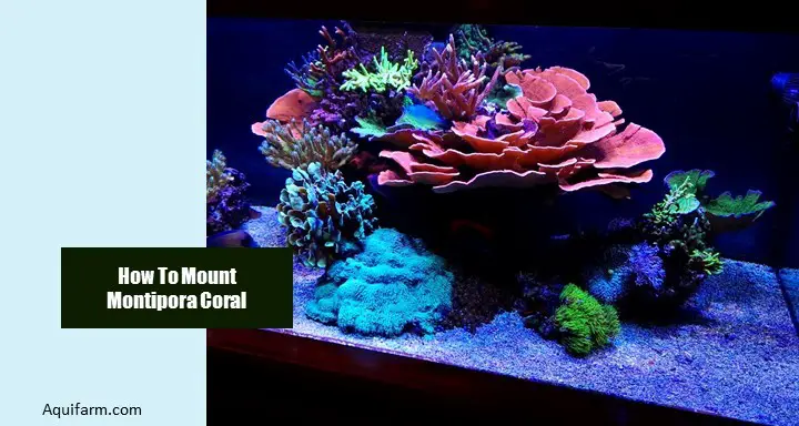 How To Mount Montipora Coral- Step By Step Guide