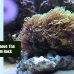 How To Remove The Coral From Rock