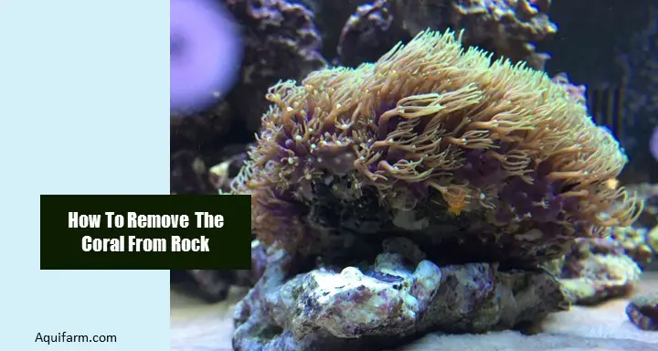 How To Remove The Coral From Rock
