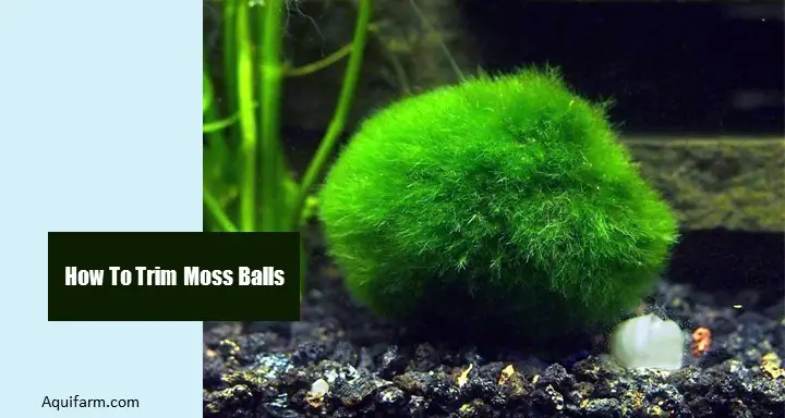 How To Trim Moss Balls