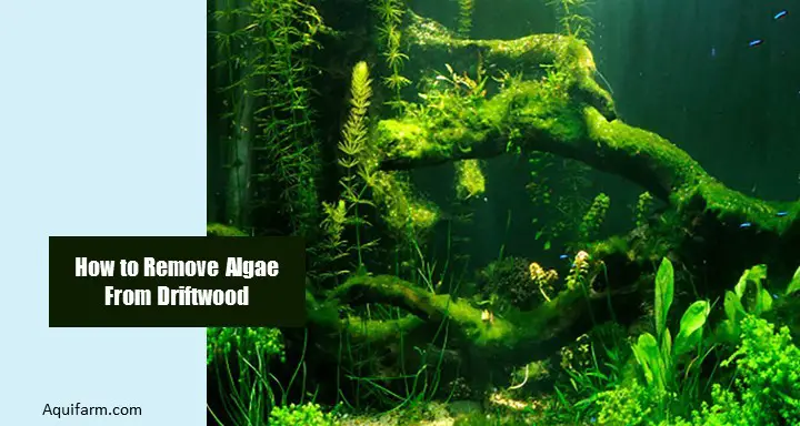 how-to-remove-algae-from-driftwood-7-ways-with-prevention