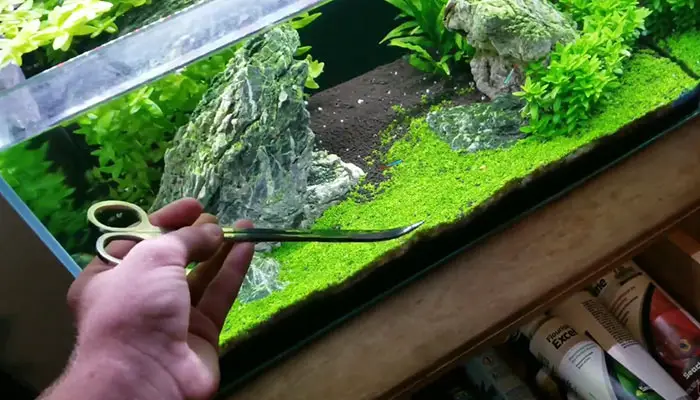 java fern plants trimming