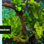 Java Fern Turning Brown