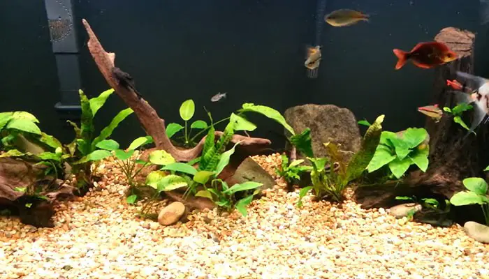 java fern brown leaves
