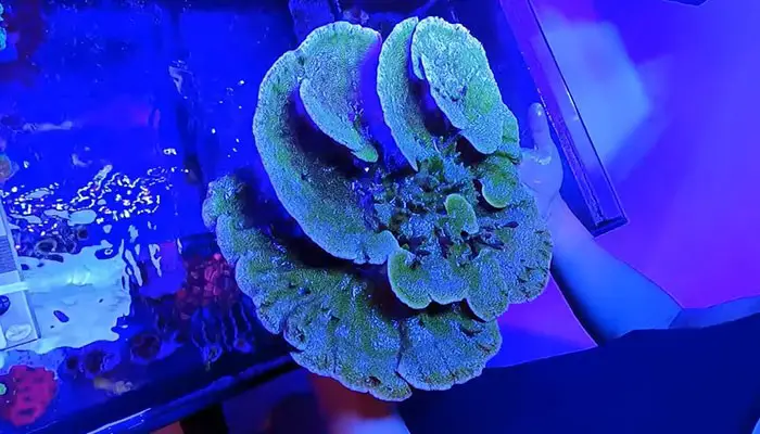 Montipora Coral Ready for Mount