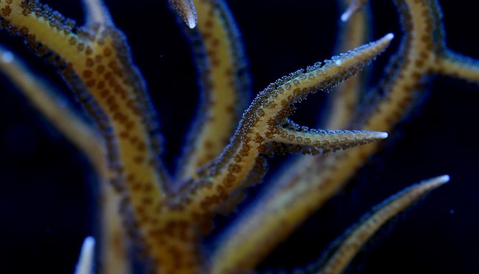 A Birdsnest Coral in Aquarium
