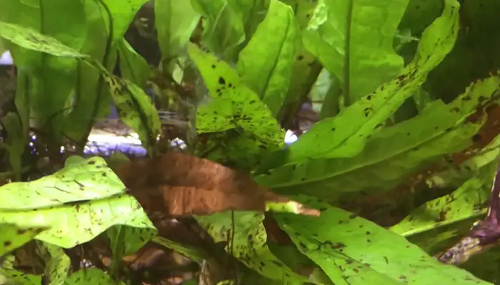 java fern brown spots