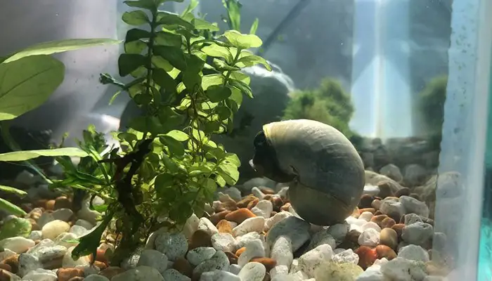 mystery snail shell is turning clear