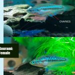 Sparkling Gourami Male Vs Female