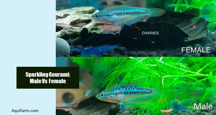 Sparkling Gourami Male Vs Female