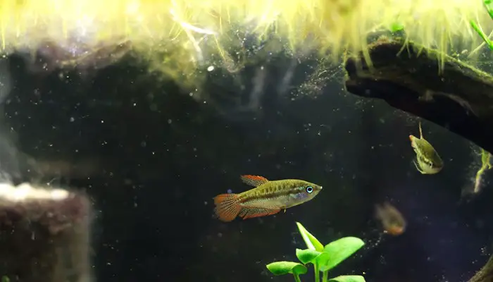 Sparkling Gourami Swimming in Aquarium