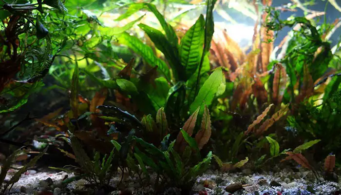 heathy java fern in aquarium