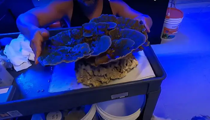 secure montipora coral with glue or adhesive