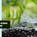 White Eyes of Ghost Shrimp