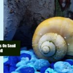 White Spots On Snail Shell