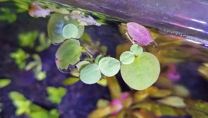 dying problem of red root floaters