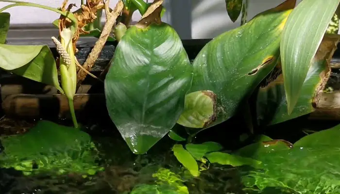 infected Anubias Plants