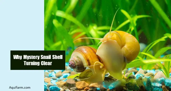 7-reasons-why-mystery-snail-shell-turning-clear-solution