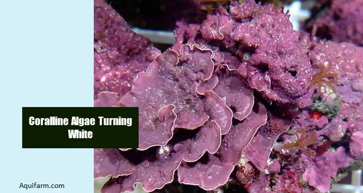 Why the Coralline Algae Turning White