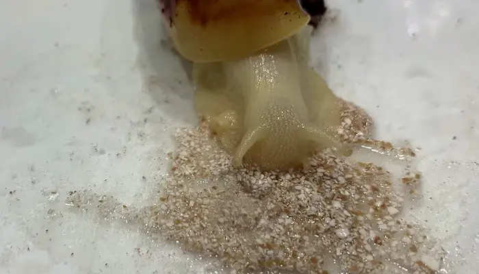 mystery snail eating crushed eggshell