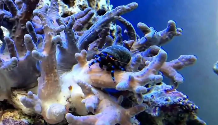 Hermit Crabs on Finger Leather Coral