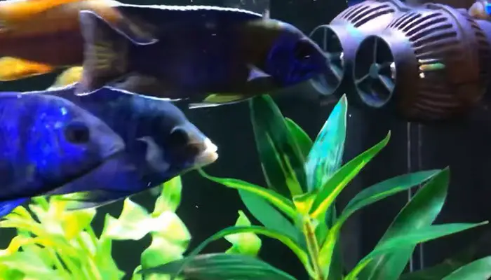 FREESEA Aquarium Circulation Pump Wave Maker in Aquarium