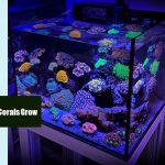 How Do Acan Corals Grow