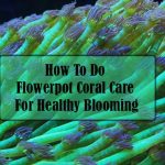 Flowerpot Coral Care