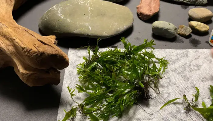 Java Fern Planting Process