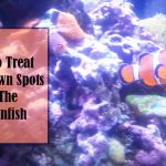 How to Treat The Brown Spots on The Clownfish