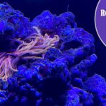 Deflated Bubble Tip Anemones
