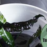 Java Fern Turning Black