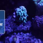 Finger Leather Coral Dying