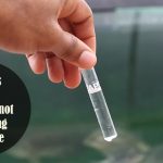 Ammonia not Converting to Nitrite