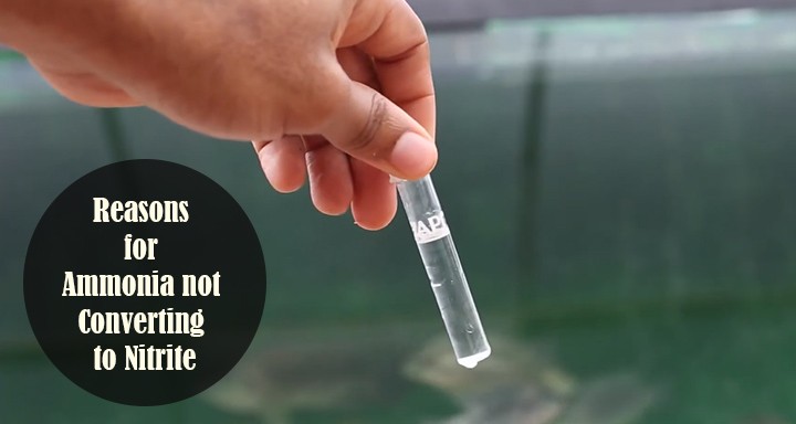 Ammonia not Converting to Nitrite