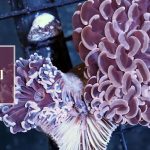 Hammer Coral Losing Color