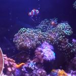 Why Frogspawn Coral Not Opening Fully