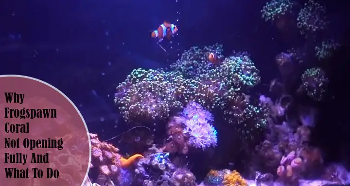 Why Frogspawn Coral Not Opening Fully