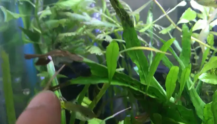 java fern black leaves problem