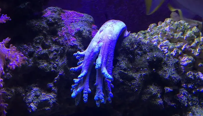 Dying Finger Leather Coral