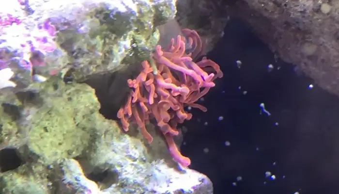 Deflated Bubble Tip Anemone