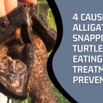 Causes of Alligator Snapping Turtle Not Eating