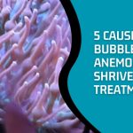 Bubble Tip Anemone Shriveled Up