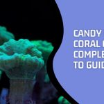 Candy Cane Coral Care