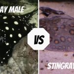 Stingray Male Vs Female
