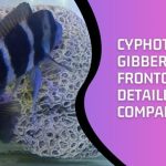 Cyphotilapia Gibberosa vs Frontosa