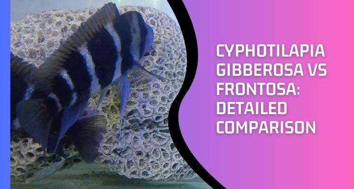 Cyphotilapia Gibberosa vs Frontosa