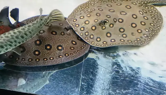 MALE STINGRAY BREEDS WITH FEMALE