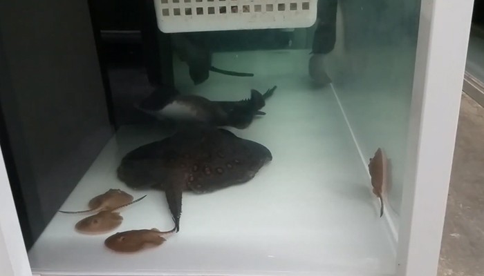 Breeding freshwater stingrays in aquariums