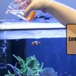 How to Lower Magnesium in Reef Tank